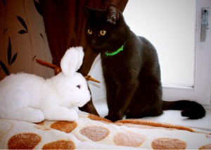 Москва и МО Миниатюрная кошечка - подросток Пантера отдается в добрые руки  - 3.jpg