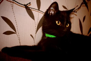 Москва и МО Миниатюрная кошечка - подросток Пантера отдается в добрые руки  - 4.jpg