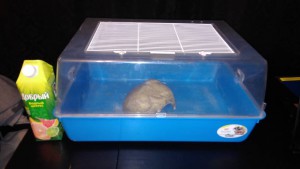 Отдам даром клетку-дюну для грызунов ОТДАНО - IMG_20160125_181258.jpg