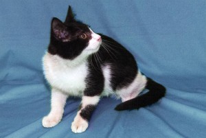 Котенок Феликс ищет дом Москва  - DSCF0137.jpg