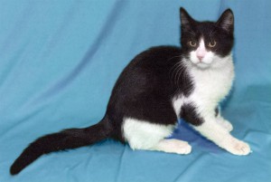 Котенок Феликс ищет дом Москва  - DSCF0146.jpg