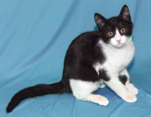 Котенок Феликс ищет дом Москва  - DSCF0150.jpg