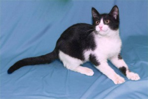 Котенок Феликс ищет дом Москва  - DSCF0154.jpg