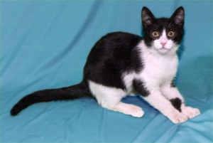 Котенок Феликс ищет дом Москва  - DSCF0156.jpg