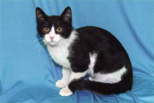 Котенок Феликс ищет дом Москва  - DSCF0182.jpg