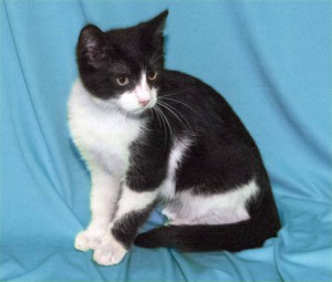 Котенок Феликс ищет дом Москва  - DSCF0186.jpg