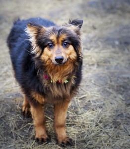 Москва и МО Метис Шелти - Мия  - 1.jpg