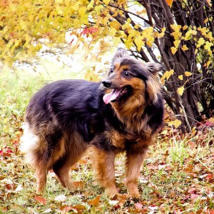 Москва и МО Метис Шелти - Мия  - 2.jpg