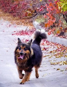 Москва и МО Метис Шелти - Мия  - 3.jpg