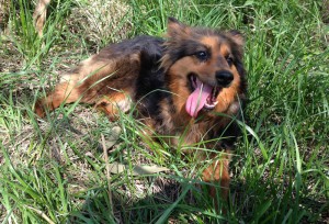 Москва и МО Метис Шелти - Мия  - 5.jpg