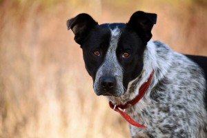 Москва и МО Я – пес по имени Макс  - 1.jpg