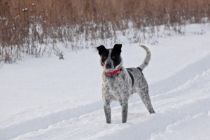 Москва и МО Я – пес по имени Макс  - 2.jpg