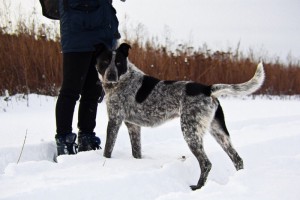 Москва и МО Я – пес по имени Макс  - 4.jpg