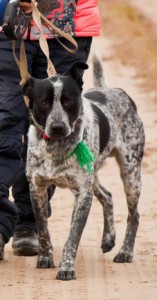 Москва и МО Я – пес по имени Макс  - 5.jpg