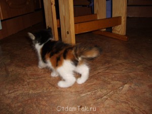 Отдам котят в добрые руки - S6000025.JPG