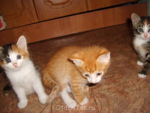 Отдам котят в добрые руки - S6000026.JPG