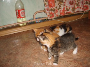 Отдам котят в добрые руки - S6000027.JPG