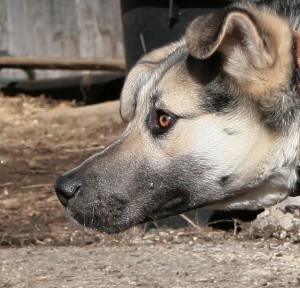 Москва и МО Метисы Немецкой овчарки ищут дом - 1.jpg