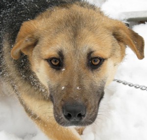 Москва и МО Метисы Немецкой овчарки ищут дом - 2.jpg