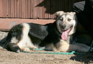 Москва и МО Метисы Немецкой овчарки ищут дом - 3.jpg