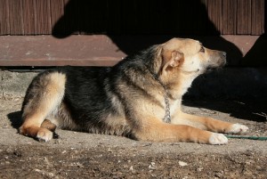 Москва и МО Метисы Немецкой овчарки ищут дом - 4.jpg