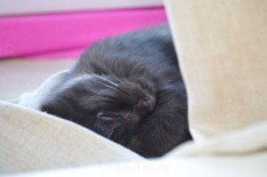 Британцы даром - DSC_0190.JPG