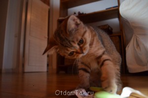 Британцы даром - DSC_0159.JPG