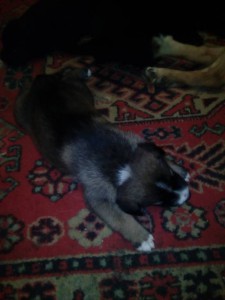 Отдам щенят в добрые руки. - IMG_20160130_111012.jpg