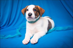 Москва и МО Замечательный щенок-метис по имени Вайс ищет любящий дом  - 1.jpg