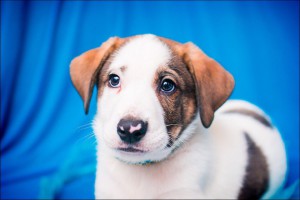 Москва и МО Замечательный щенок-метис по имени Вайс ищет любящий дом  - 2.jpg