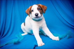 Москва и МО Замечательный щенок-метис по имени Вайс ищет любящий дом  - 3.jpg