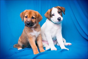 Москва и МО Замечательный щенок-метис по имени Вайс ищет любящий дом  - 5.jpg