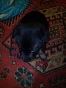 Отдам щенят в добрые руки. - IMG_20160203_140042.jpg