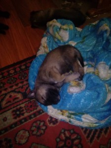 Отдам щенят в добрые руки. - IMG_20160203_135947.jpg