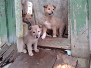 Отдам даром в добрые руки - 20160201_170306.jpg