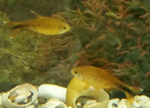 Золотые бестии