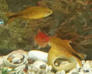 Золотые бестии