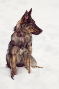 Москва и МО Послушна и умная собачка в дар  - 2.jpg