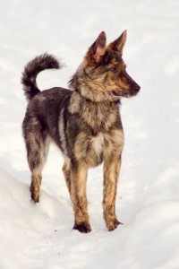 Москва и МО Послушна и умная собачка в дар  - 3.jpg