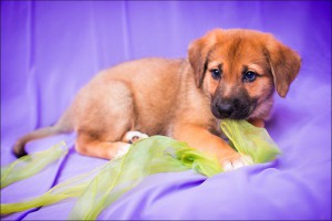 Москва и МО Очаровательная девочка Фрида ждёт своих самых лучших маму и папу  - 1.jpg