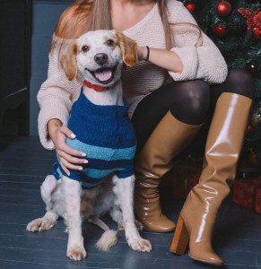 Москва и МО Метис спаниеля по имени Марс ищет семью и любящий дом  - 2.JPG