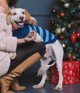 Москва и МО Метис спаниеля по имени Марс ищет семью и любящий дом  - 4.JPG