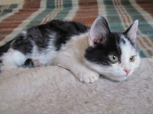 Котенок Яша ищет семью В дар  - IMG_0675.JPG