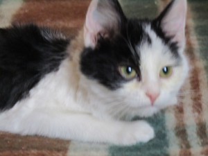 Котенок Яша ищет семью В дар  - IMG_0668.JPG