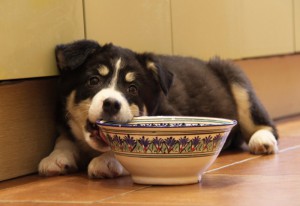 Москва и МО Щенок по имени Крапинка ищет семью  - 1.jpg