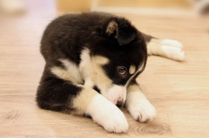 Москва и МО Щенок по имени Крапинка ищет семью  - 2.jpg