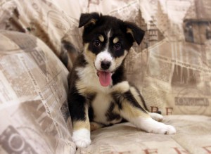 Москва и МО Щенок по имени Крапинка ищет семью  - 3.jpg