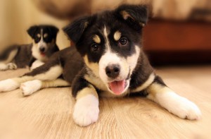 Москва и МО Щенок по имени Крапинка ищет семью  - 4.jpg