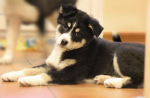 Москва и МО Щенок по имени Крапинка ищет семью  - 5.jpg