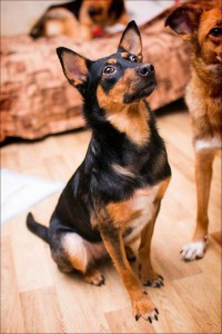 Москва и МО Умная, интеллигентная собачка по имени Шаня ищет любящий дом  - 1.jpg